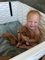 Puppy a, a male Vizsla for sale in Eagle Mountain, UT – 3 of 8