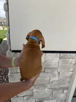 Puppy with blue collar, a male Vizsla for sale in Eagle Mountain, UT – 5 of 8