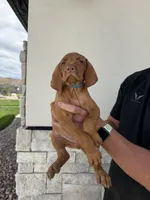 Puppy with blue collar, a male Vizsla for sale in Eagle Mountain, UT – 3 of 8