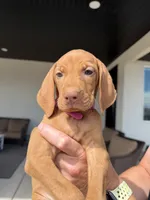 Puppy with pink, a female Vizsla for sale in Eagle Mountain, UT – 3 of 4