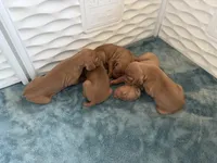Puppy a, a male Vizsla for sale in Eagle Mountain, UT – 8 of 8