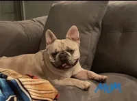 AKC Registered Litter - Snuggles, a male French Bulldog for sale in Naples, FL – 8 of 9