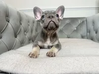 Isabella female puppy - Bella, a female French Bulldog for sale in Naples, FL – 7 of 7