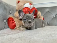Isabella and tan female puppy - Bella, a female French Bulldog for sale in Naples, FL – 4 of 4