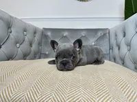 Snuggles, a male French Bulldog for sale in Naples, FL – 4 of 8
