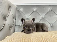 Snuggles, a male French Bulldog for sale in Naples, FL – 5 of 8