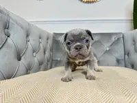 Cashmere, a female French Bulldog for sale in Naples, FL – 7 of 8