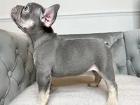 Isabella female puppy - Bella, a female French Bulldog for sale in Naples, FL – 2 of 7