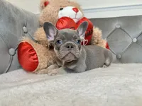 Isabella and tan female puppy - Bella, a female French Bulldog for sale in Naples, FL – 2 of 4