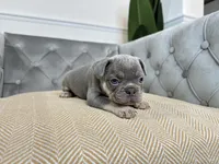 Cashmere, a female French Bulldog for sale in Naples, FL – 4 of 8
