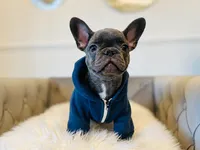 AKC Registered Litter - Snuggles, a male French Bulldog for sale in Naples, FL – 3 of 9