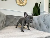 AKC Registered Litter - Snuggles, a male French Bulldog for sale in Naples, FL – 4 of 8