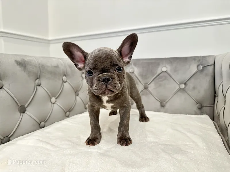 AKC Registered Litter - Snuggles – French Bulldog puppy for sale in Naples, FL