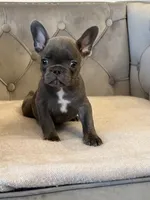 AKC Registered Litter - Snuggles, a male French Bulldog for sale in Naples, FL – 6 of 8