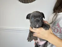 Cobalt, a male French Bulldog for sale in Naples, FL – 6 of 7