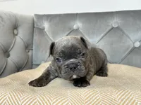 Cobalt, a male French Bulldog for sale in Naples, FL – 5 of 7