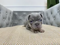 Cashmere, a female French Bulldog for sale in Naples, FL – 2 of 8