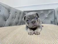 Cashmere, a female French Bulldog for sale in Naples, FL – 5 of 8
