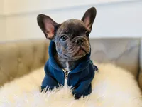 AKC Registered Litter - Snuggles, a male French Bulldog for sale in Naples, FL – 2 of 9