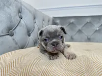 Cashmere, a female French Bulldog for sale in Naples, FL – 3 of 8
