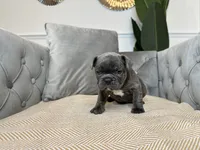 Cobalt, a male French Bulldog for sale in Naples, FL – 2 of 7