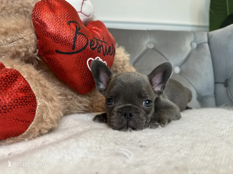 Snuggles – French Bulldog puppy for sale in Naples, FL