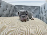 Cashmere, a female French Bulldog for sale in Naples, FL – 8 of 8