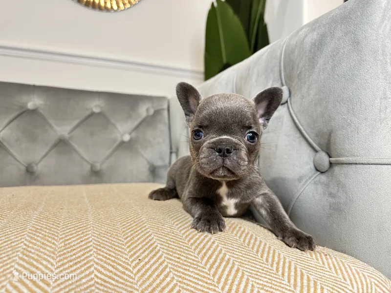 Snuggles – French Bulldog puppy for sale in Naples, FL