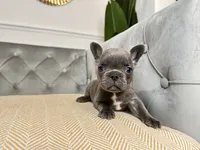 Snuggles, a male French Bulldog for sale in Naples, FL – 1 of 8