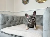 Isabella female puppy - Bella, a female French Bulldog for sale in Naples, FL – 4 of 7