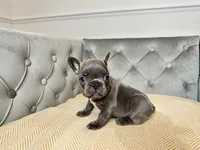 Snuggles, a male French Bulldog for sale in Naples, FL – 3 of 8