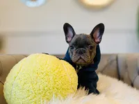 AKC Registered Litter - Snuggles, a male French Bulldog for sale in Naples, FL – 1 of 9