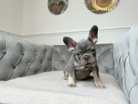 Isabella female puppy - Bella, a female French Bulldog for sale in Naples, FL – 3 of 7