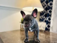 AKC Registered Litter - Snuggles, a male French Bulldog for sale in Naples, FL – 7 of 9