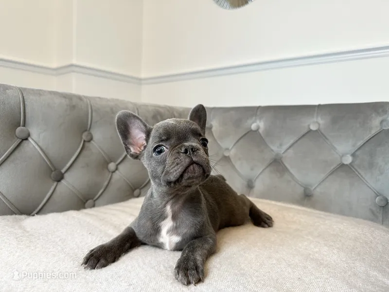 Snuggles – French Bulldog puppy for sale in Naples, FL