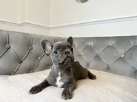 AKC Registered Litter - Snuggles, a male French Bulldog for sale in Naples, FL – 1 of 8