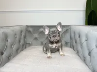 Isabella female puppy - Bella, a female French Bulldog for sale in Naples, FL – 5 of 7