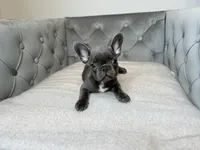 AKC Registered Litter - Snuggles, a male French Bulldog for sale in Naples, FL – 5 of 8
