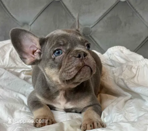 Isabella and tan female puppy - Bella – French Bulldog puppy for sale in Naples, FL