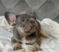 Isabella and tan female puppy - Bella, a female French Bulldog for sale in Naples, FL – 1 of 4