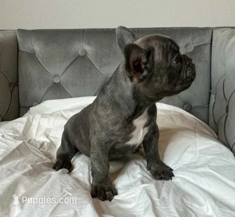 Cobalt – French Bulldog puppy for sale in Naples, FL