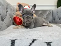 Isabella and tan female puppy - Bella, a female French Bulldog for sale in Naples, FL – 3 of 4