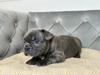 Cobalt, a male French Bulldog for sale in Naples, FL – 4 of 7