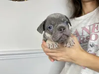 Cashmere, a female French Bulldog for sale in Naples, FL – 6 of 8