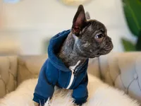 AKC Registered Litter - Snuggles, a male French Bulldog for sale in Naples, FL – 4 of 9
