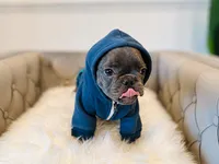 AKC Registered Litter - Snuggles, a male French Bulldog for sale in Naples, FL – 5 of 9