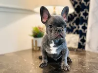 AKC Registered Litter - Snuggles, a male French Bulldog for sale in Naples, FL – 6 of 9