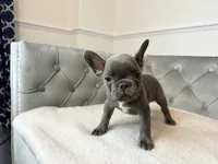 AKC Registered Litter - Snuggles, a male French Bulldog for sale in Naples, FL – 2 of 8