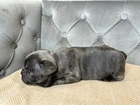 Cobalt, a male French Bulldog for sale in Naples, FL – 3 of 7