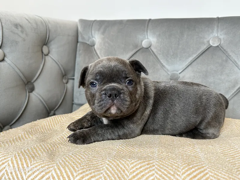 Cobalt – French Bulldog puppy for sale in Naples, FL